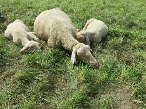 Lambs.jpg